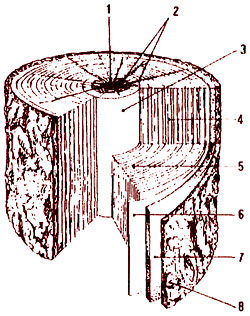 Рис. 2: Поперечный разрез ствола и строение древесины